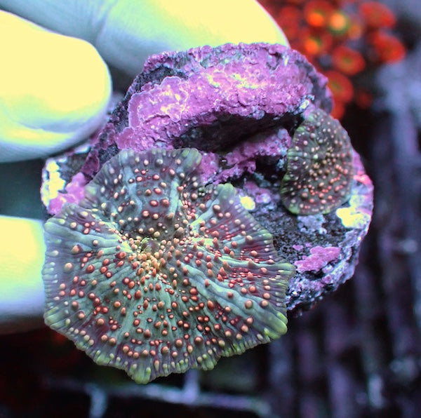 WYSIWYG 401 Pink Interstellar Mushroom