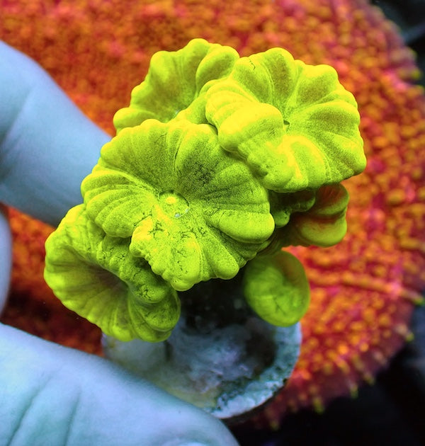 Fluoro Green Candy Cane 5+ Polyps