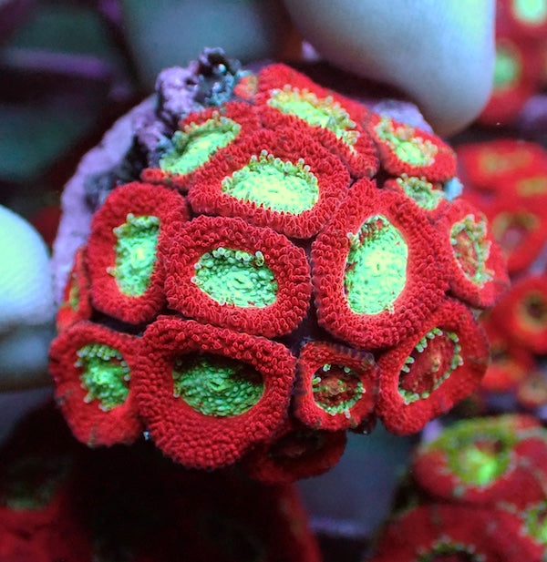 WYSIWYG 162 Red/Mint Micromussa Frag