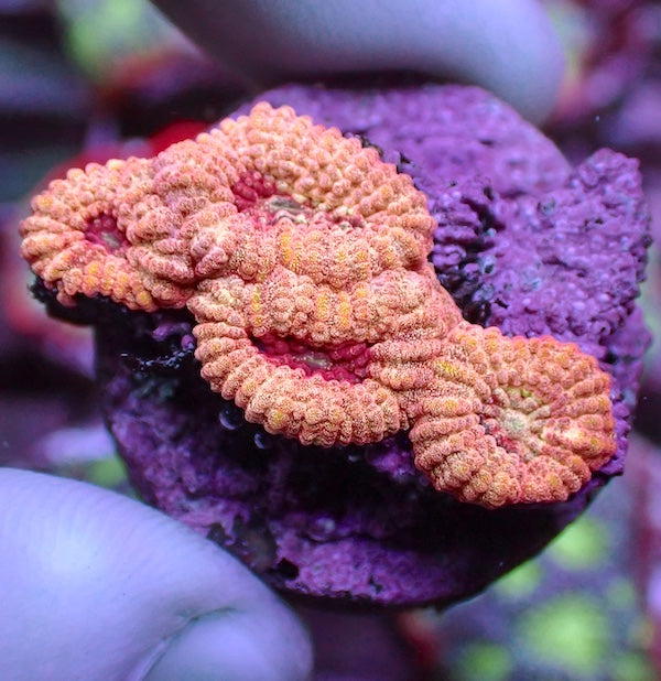 Cherry Stella Favia