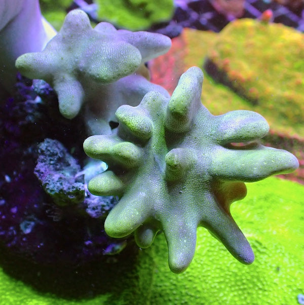 WYSIWYG 9 Double Lobed Finger Leather Colony.