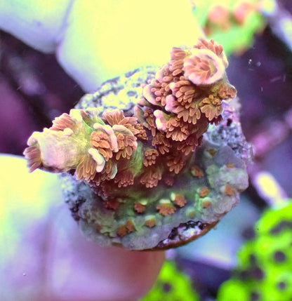 WYSIWYG 98 EMs Blazing Bifaria Acropora