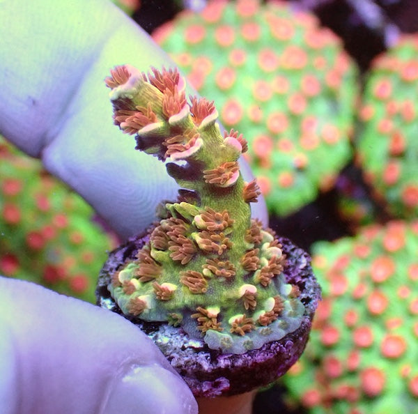 WYSIWYG 106 EMs Blazing Bifaria Acropora