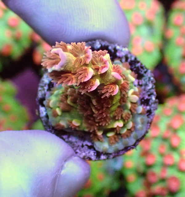 WYSIWYG 106 EMs Blazing Bifaria Acropora