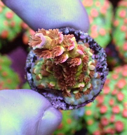 WYSIWYG 106 EMs Blazing Bifaria Acropora