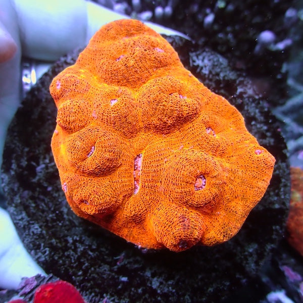 WYSIWYG 303 Chalice Colony