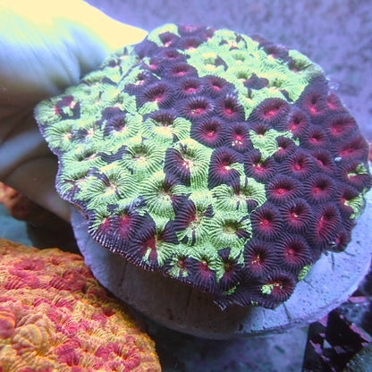 WYSIWYG 22 Green Marble Favia Colony