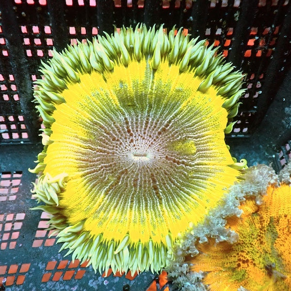 Rock Flower Anemone WYSIWYG 8