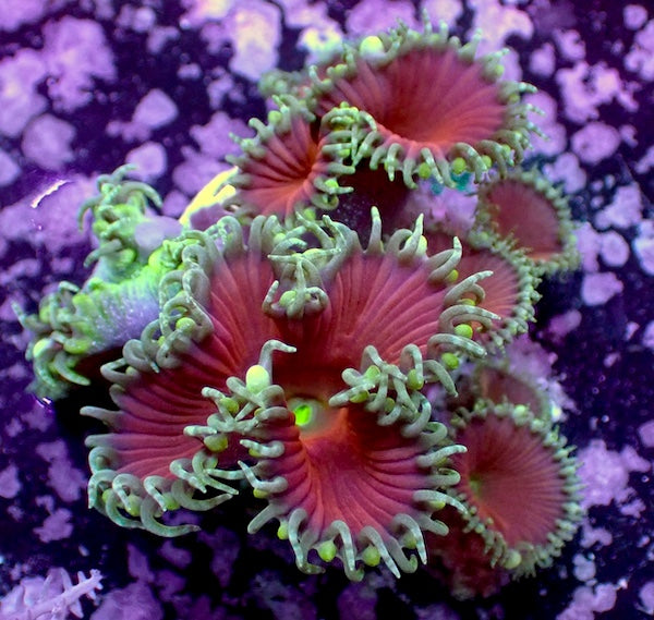 Red Death Palythoa 3 Polyps