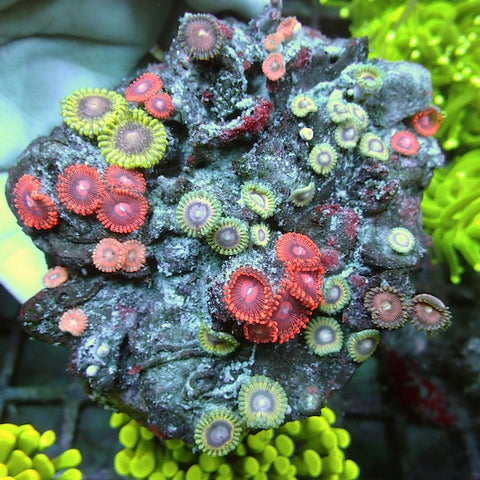 WYSIWYG 256 Zoa Garden