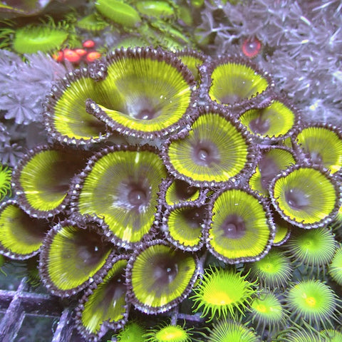 WYSIWYG 142 Green Paly Grandis Colony