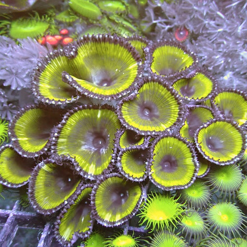 WYSIWYG 142 Green Paly Grandis Colony