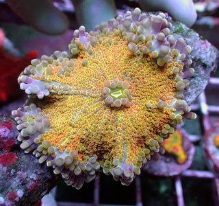 WYSIWYG 57 Yellow/Orange Rainbow Ricordea yuma Polyp