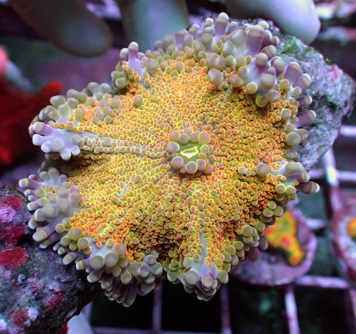 WYSIWYG 57 Yellow/Orange Rainbow Ricordea yuma Polyp