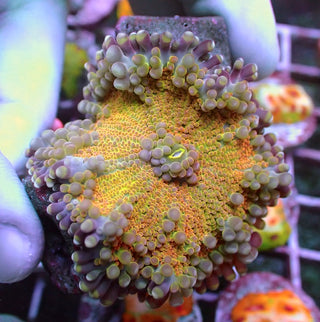 WYSIWYG 62 Yellow/Orange Rainbow Ricordea yuma Polyp