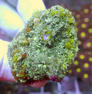 WYSIWYG 86 Bouncing Rhodactis Mushroom Polyp