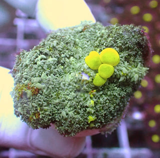 WYSIWYG 30 Uranium Bounce Mushroom Polyp