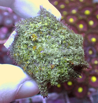 WYSIWYG 43 Green Rhodactis Mushroom Polyp