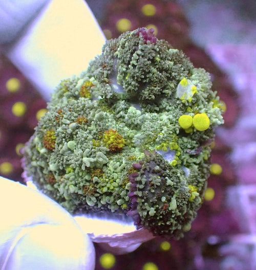 WYSIWYG 100 Uranium Bounce Mushroom Polyp