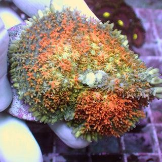 WYSIWYG 127 Orange Blossom Rhodactis Polyp