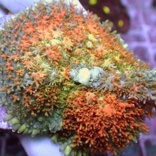 WYSIWYG 127 Orange Blossom Rhodactis Polyp