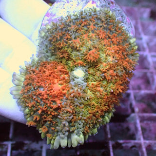 WYSIWYG 127 Orange Blossom Rhodactis Polyp