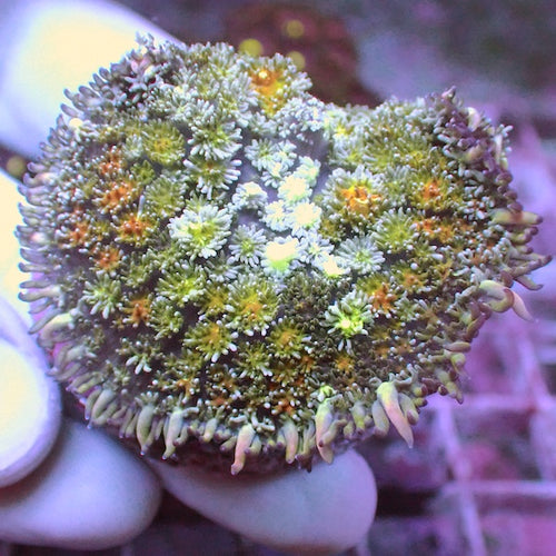 WYSIWYG 136 Orange Blossom Rhodactis Polyp