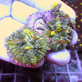 WYSIWYG 33 Uranium Bounce Mushroom Colony