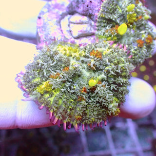 WYSIWYG 33 Uranium Bounce Mushroom Colony