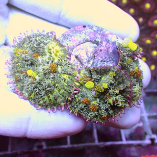 WYSIWYG 33 Uranium Bounce Mushroom Colony