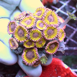 WYSIWYG 185 Chiquita Zoa Garden
