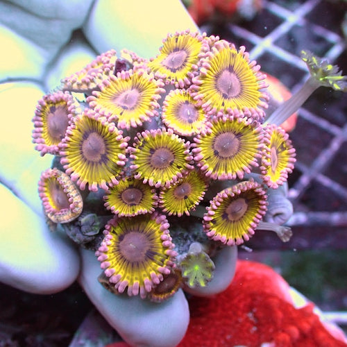 WYSIWYG 185 Chiquita Zoa Garden