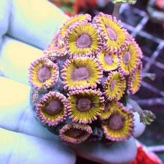 WYSIWYG 185 Chiquita Zoa Garden