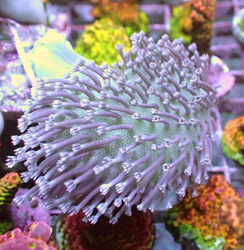 WYSIWYG 17 Flower Polyp Toadstool