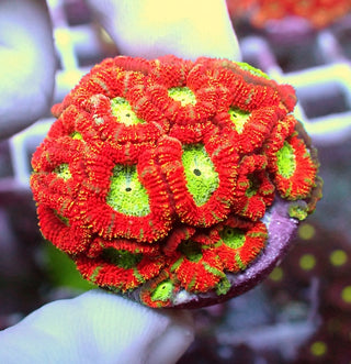WYSIWYG 241 Metallic Red/Green Micromussa