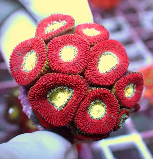 WYSIWYG 245 Lemon Mouth Micromussa Frag