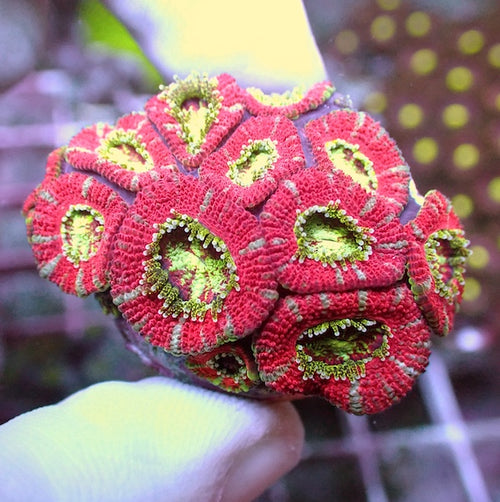WYSIWYG 179 Pinwheel Micromussa