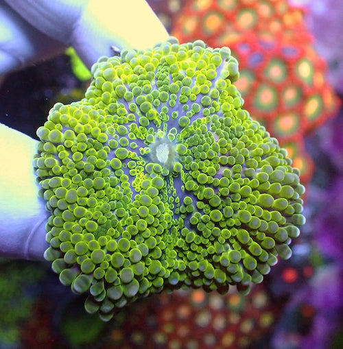 WYSIWYG 59 Green Ricordea yuma Polyp