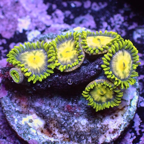 WYSIWYG 54 Mini Zoa Garden