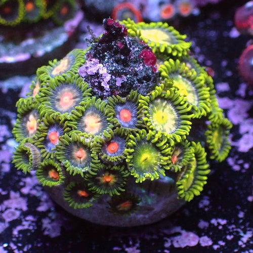 WYSIWYG 198 Mini Zoa Garden