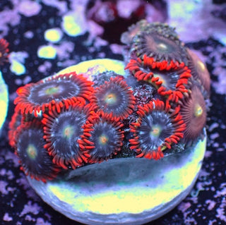 WYSIWYG 92 Mini Zoa Garden