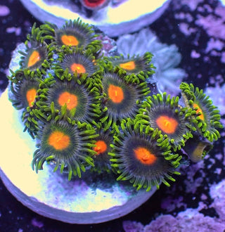 WYSIWYG 139 Mini Zoa Garden