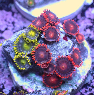 WYSIWYG 146 Mini Zoa Garden