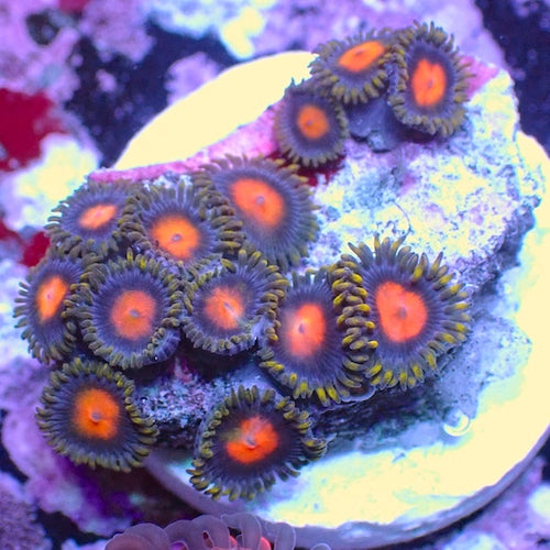 WYSIWYG 184 Mini Zoa Garden