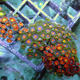 WYSIWYG 145 Zoa Garden
