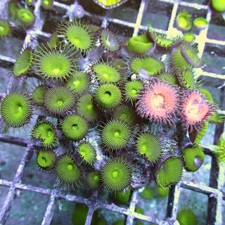 WYSIWYG 113 Mixed Venus Flytrap Palythoa/Reverse Space Monster Zoa