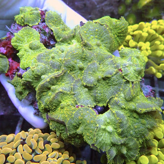 WYSIWYG 141 Green Rhodactis Colony