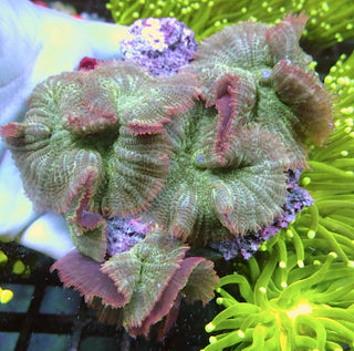 WYSIWYG 110 Lilac/Green Rhodactis Colony