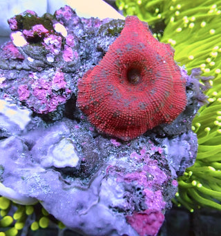WYSIWYG 21 Red Velvet Mushroom Polyp