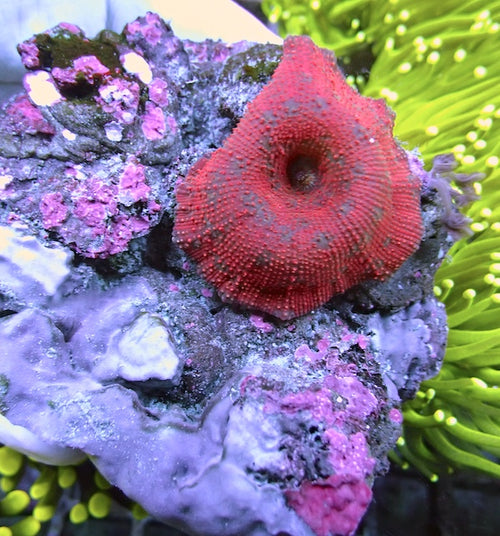 WYSIWYG 21 Red Velvet Mushroom Polyp